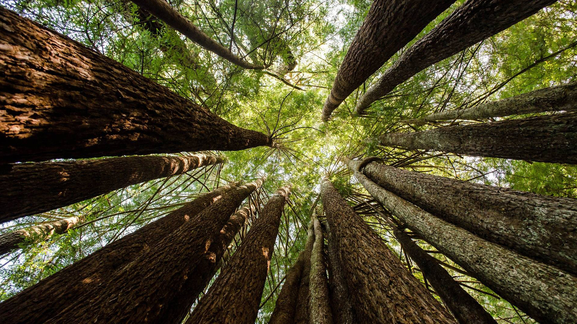 Rinforzo calcestruzzo